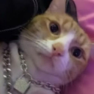 Meet your Posher, Aurelius